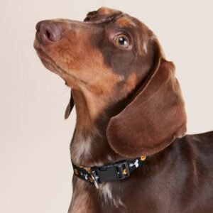 Collar Snoopy Pets D-03